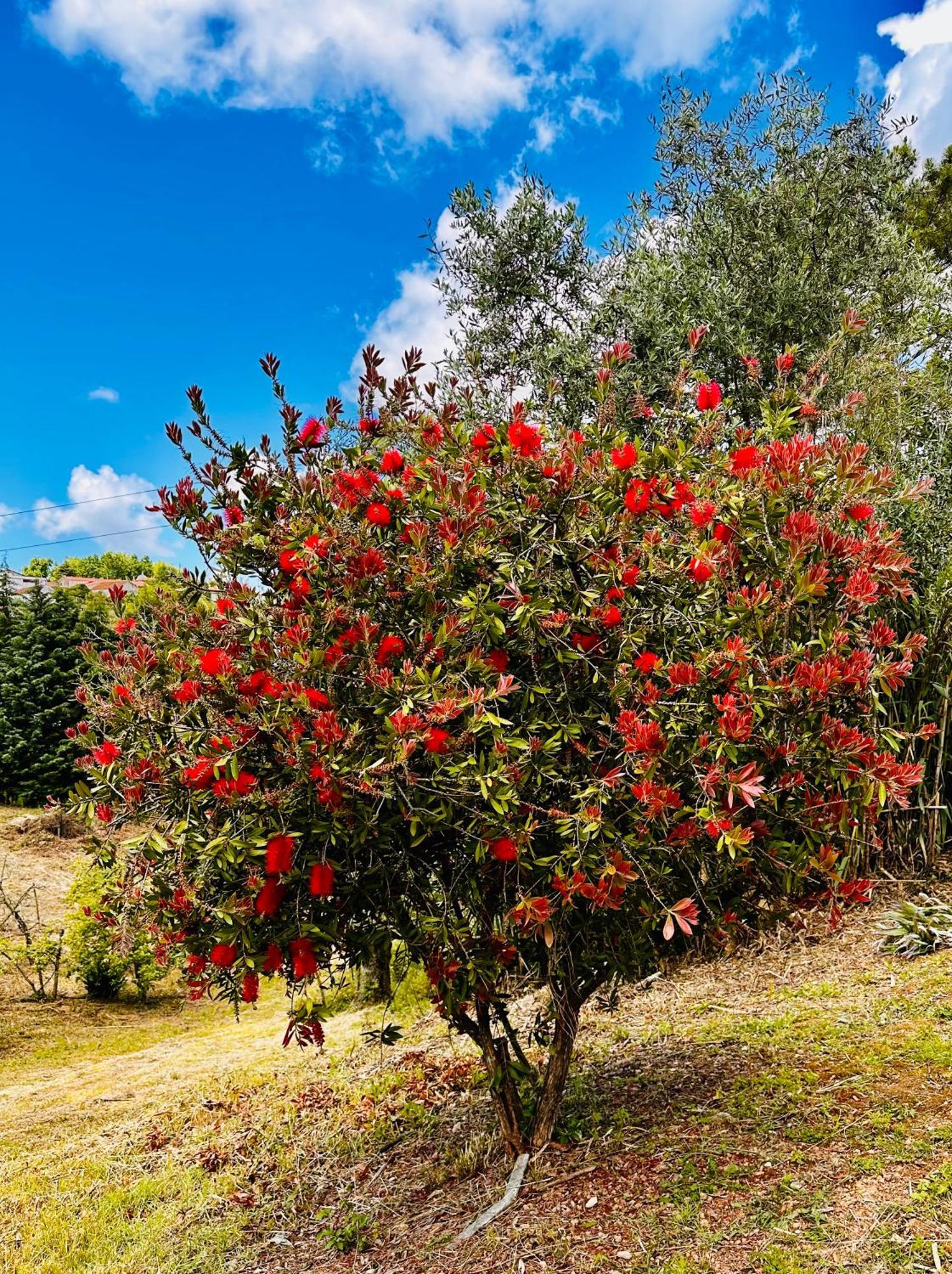 Vila Quinta Boa Vida Alcobaça Exteriér fotografie